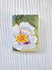 Peony No. 24